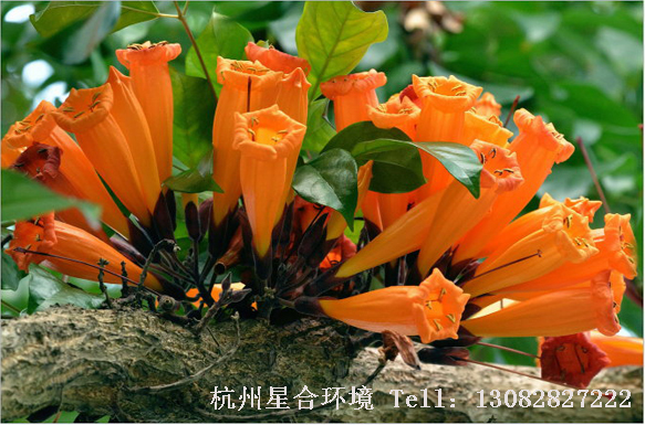 绿化养护火烧花