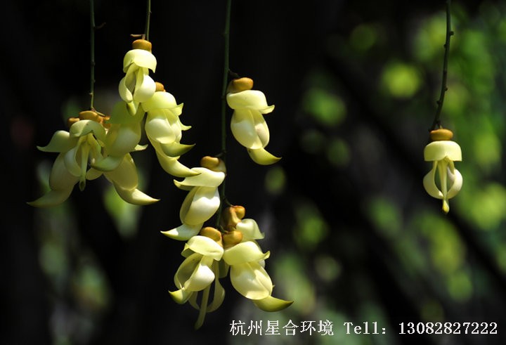 绿化养护禾雀花