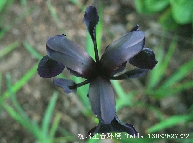 绿化养护金脉鸢尾