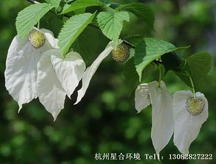 绿化养护珙桐