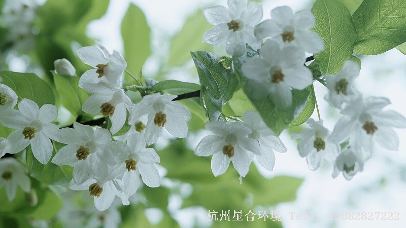 绿化养护秤锤树