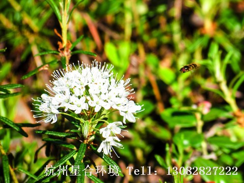 绿化养护照山白