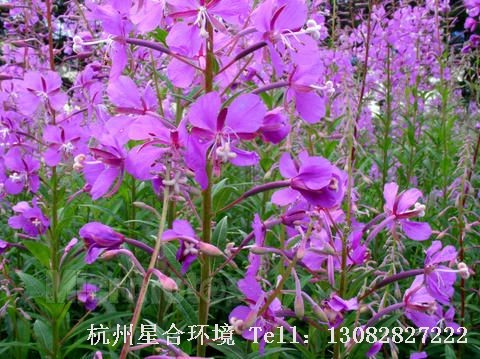 绿化养护柳兰