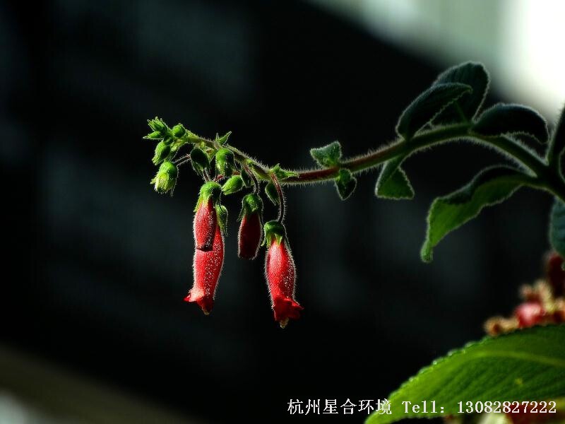 绿化养护苦苣苔