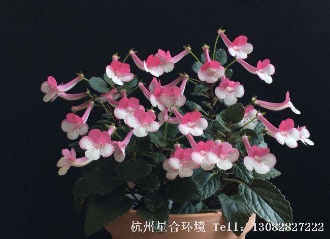 绿化养护迷你岩桐