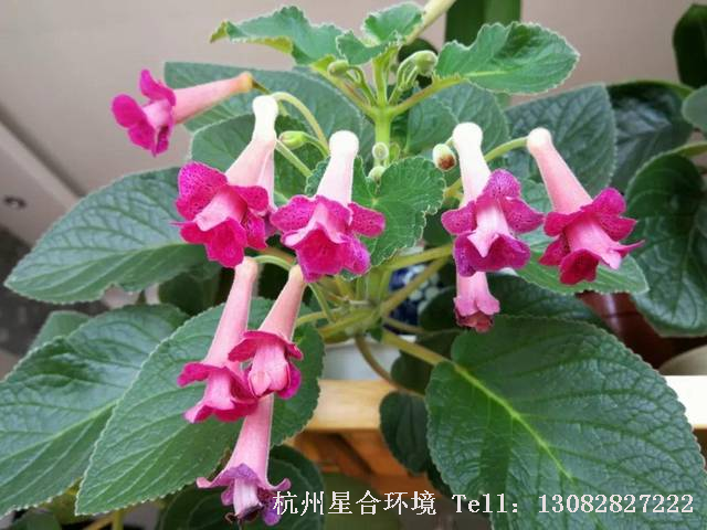 绿化养护套筒花