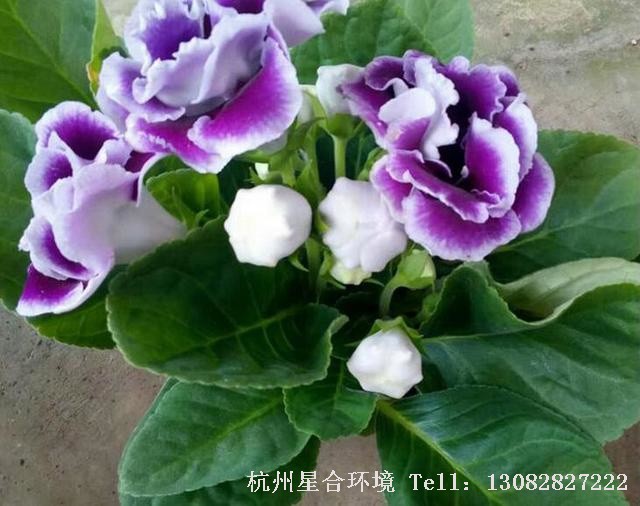 绿化养护大岩桐