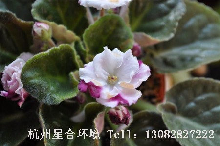 绿化养护非洲堇