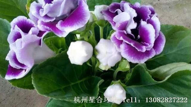 绿化养护