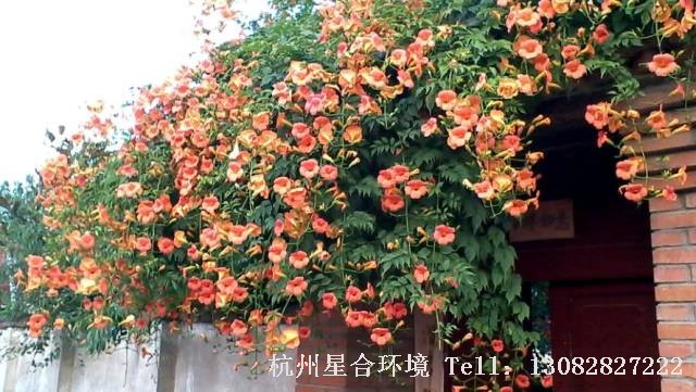庭院设计