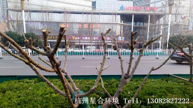 园林设计