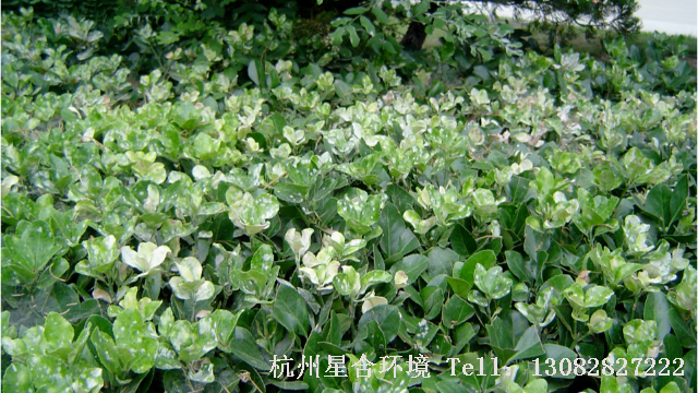 厂区养护