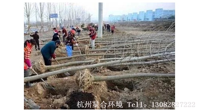 绿化种树
