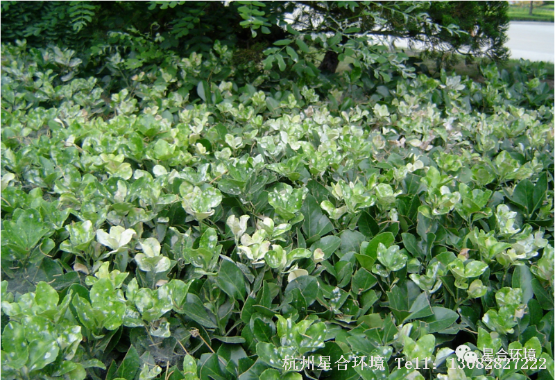 厂区养护