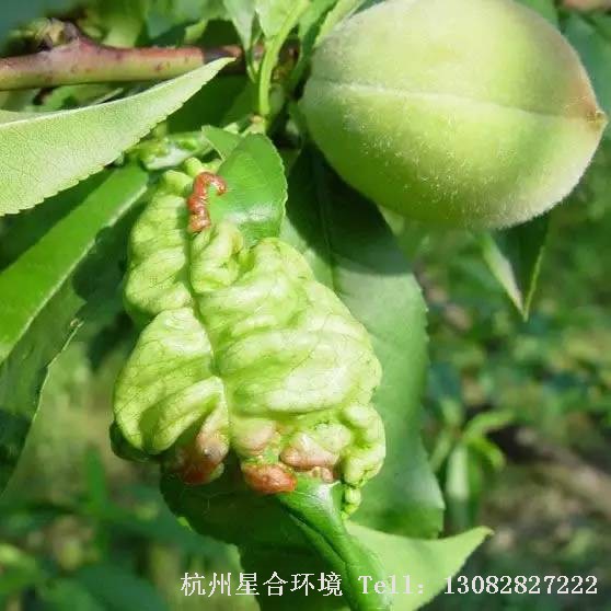 厂区养护