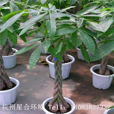 绿化养护植物
