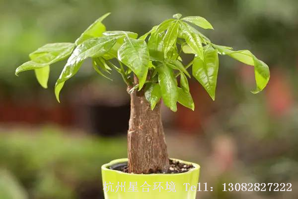 绿化养护室内植物