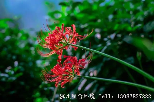 园林设计