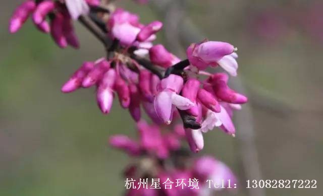园林设计