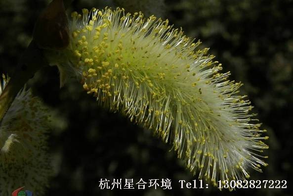 园林设计