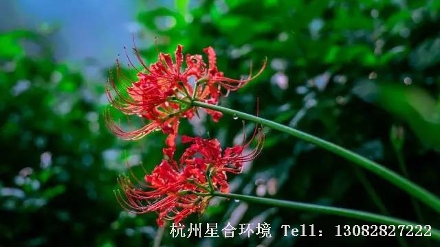 园林设计