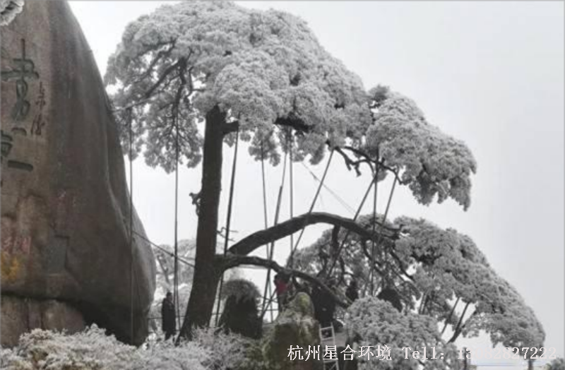 小区绿化养护