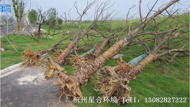 绿化施工