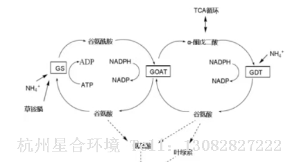 绿化养护