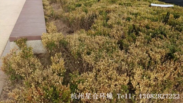绿化施工