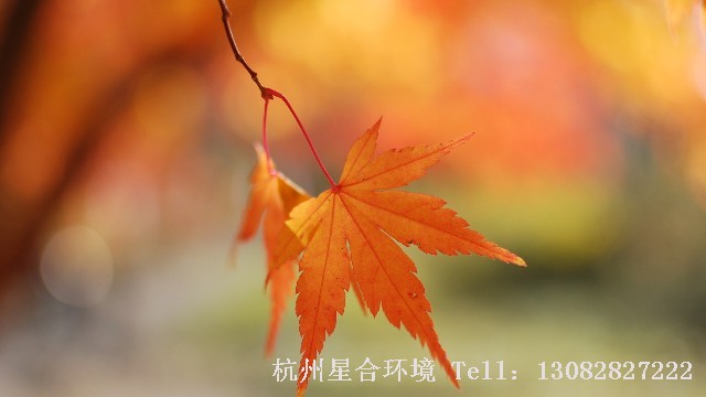 绿化施工