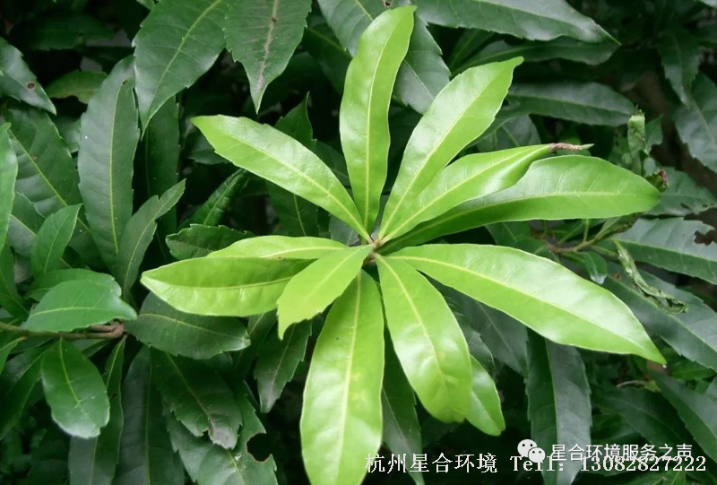 绿化施工