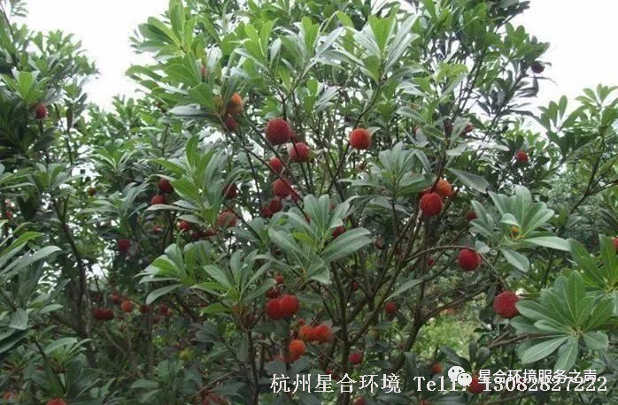 绿化施工