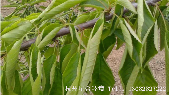 绿化养护