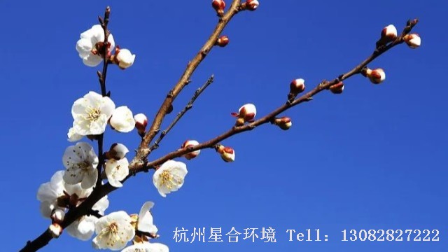 绿化养护