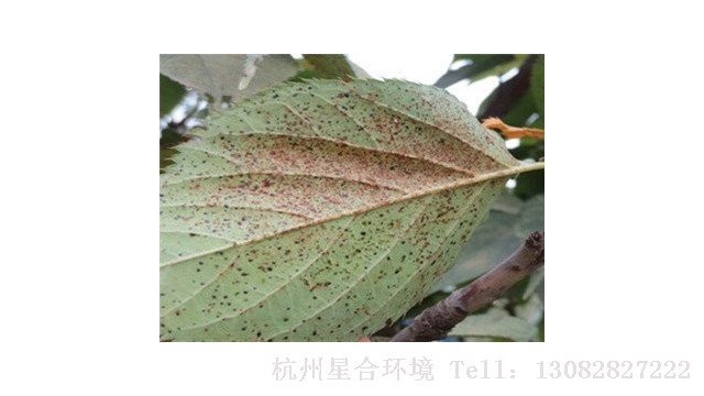 绿化养护-植物绿化养护常见五大类网蝽汇总及防治！