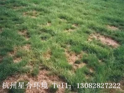 绿化养护