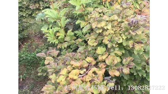 绿化养护