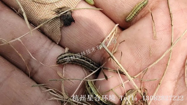 草坪养护-草坪养护中凶猛来袭！草坪高发抗性食叶害虫盘点！