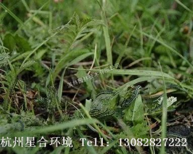 草坪养护