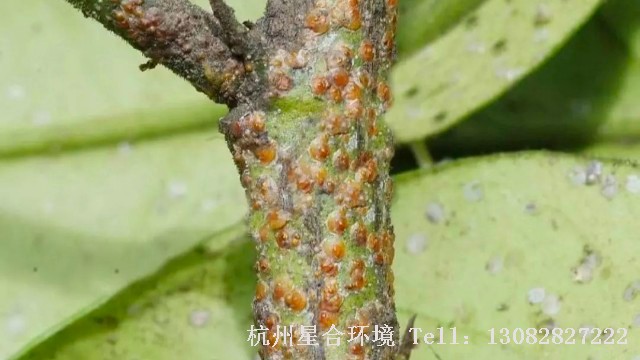 绿化养护