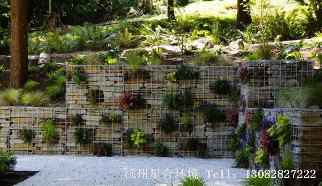 在一些地方留出空隙，绿化工程选用蕨类等植物绿化石笼墙。