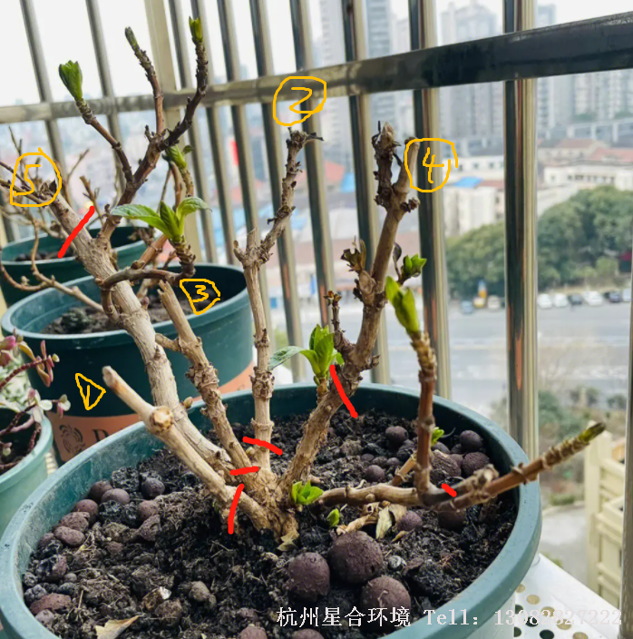 大花绣球一般都是老枝开花，所以绿化养护修剪都是讲花后修剪，冬季和早春不修剪，其实这种说法并不全面。