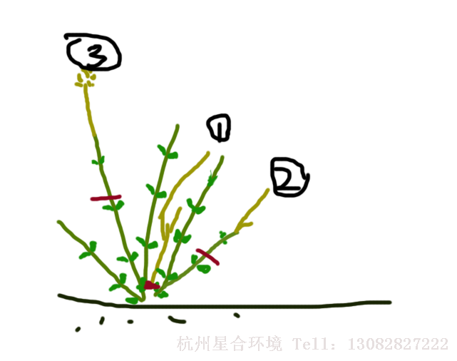 绣球花在冬天的时候，常常会因为天气寒冷，而出现部分枝条冻死的情况，所以在早春的时候，小编建议您给绣球绿化养护做适当的修剪。