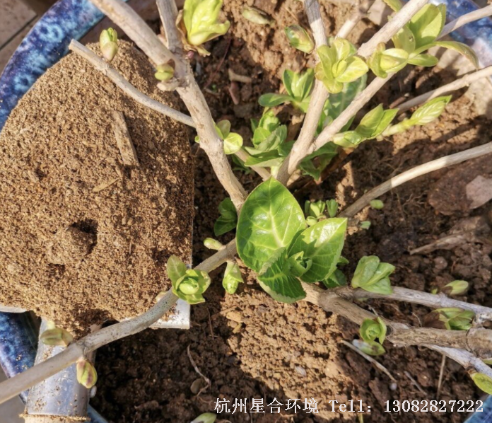 地栽的绣球花，则应在绿化养护优化修剪后，在根系周围浅埋或撒施发酵有机肥，补充土壤肥力。