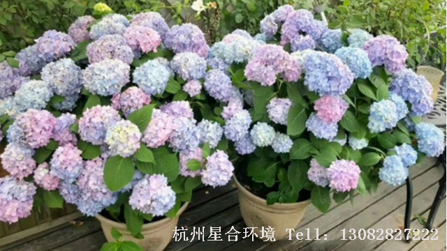 绿化养护