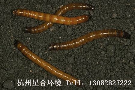 小区绿化养护