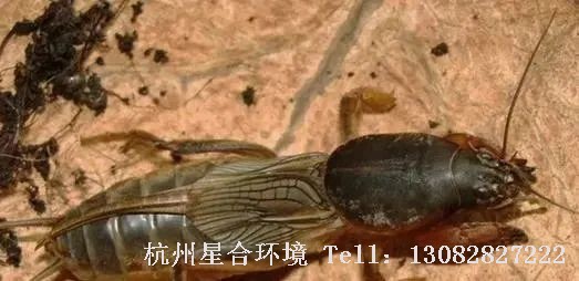 小区绿化养护