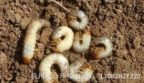 小区绿化养护-小区绿化养护中，地下害虫的主要种类、发生特点和防治方法