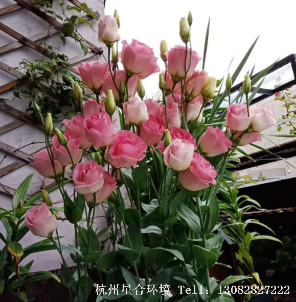 花园养护