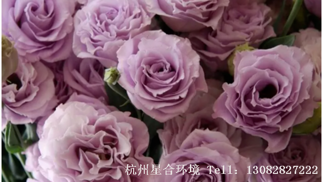 花园养护-洋桔梗花怎样才能长成一大盆？教你一个花园养护小技巧